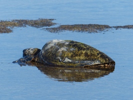 Sea turtle resting